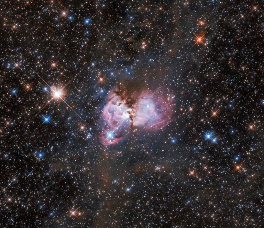 Tarantula
